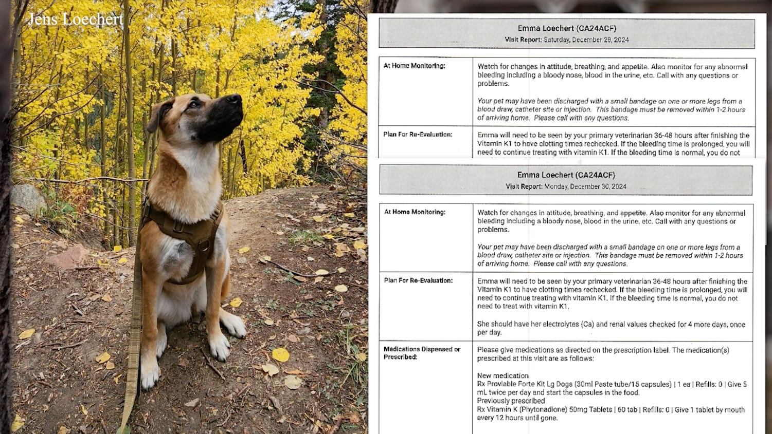 Dog accidentally poisoned while walking through Castle Pines neighborhood, sheriff's office says