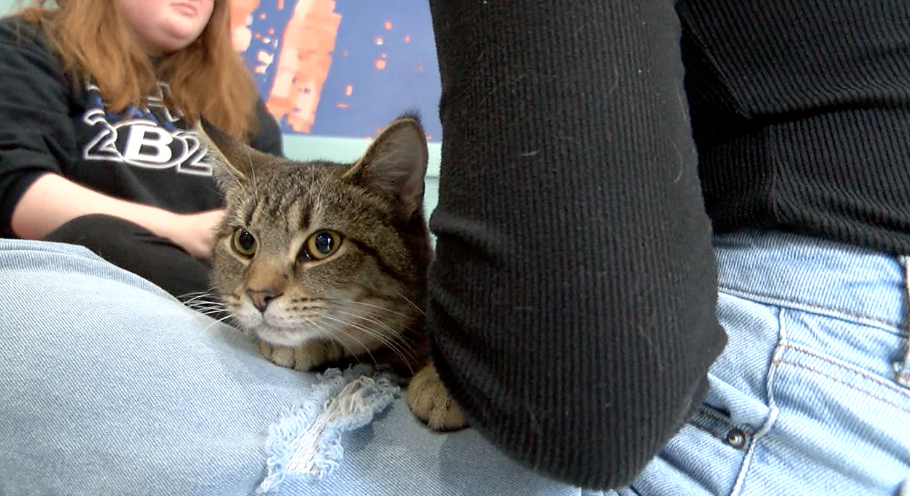 Covington cat cafe