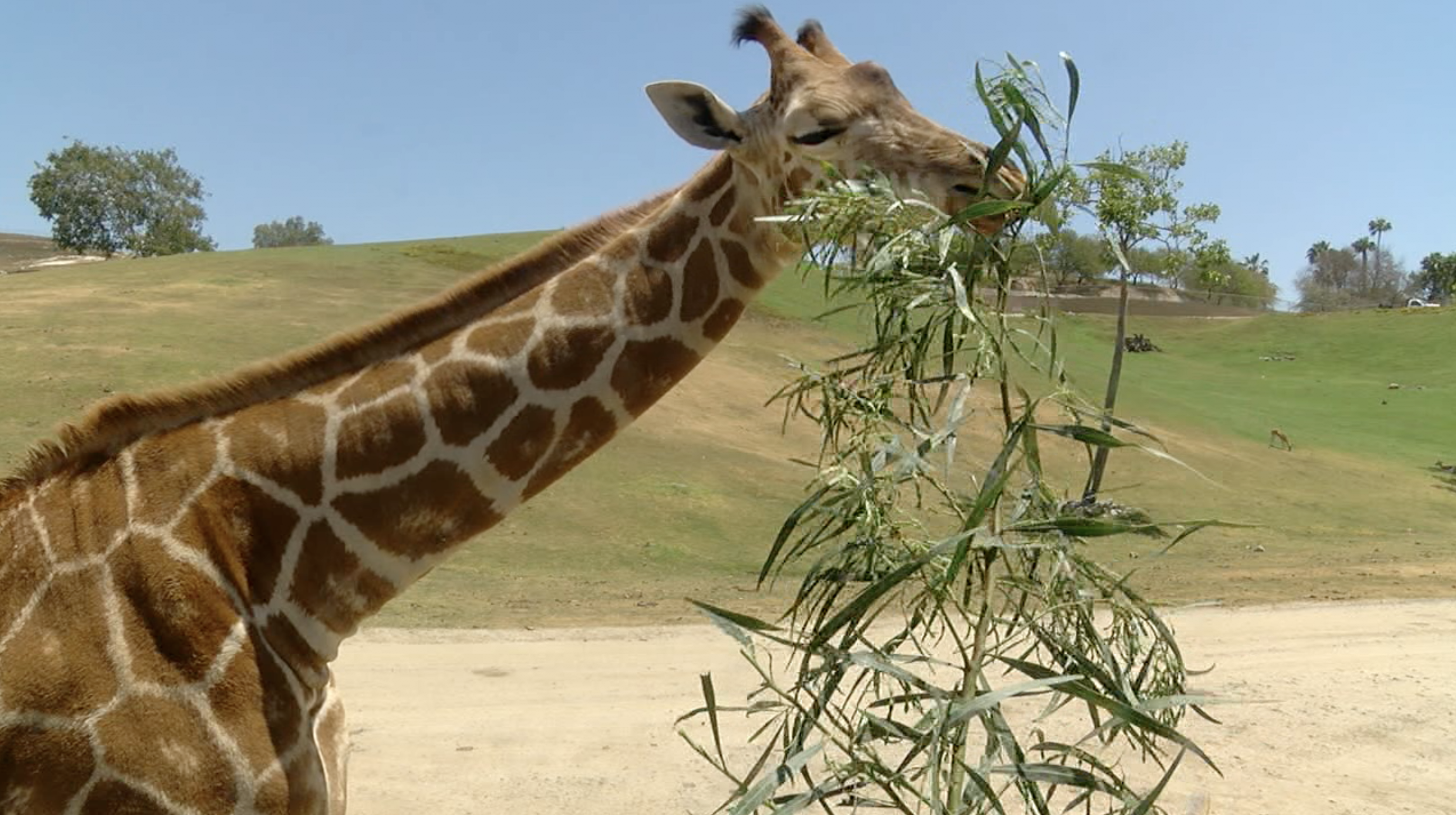 Safari Park Browse