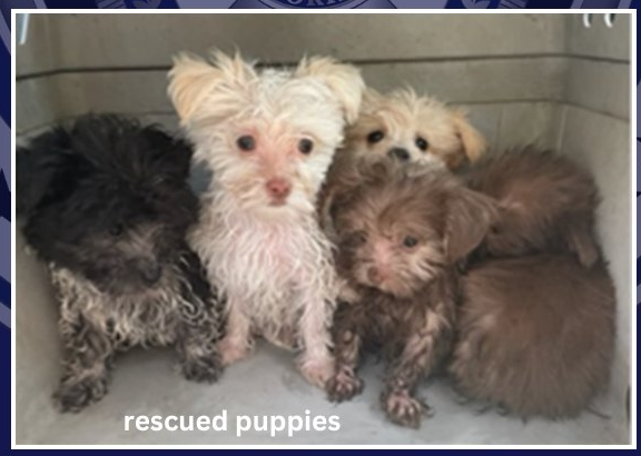 Puppies 