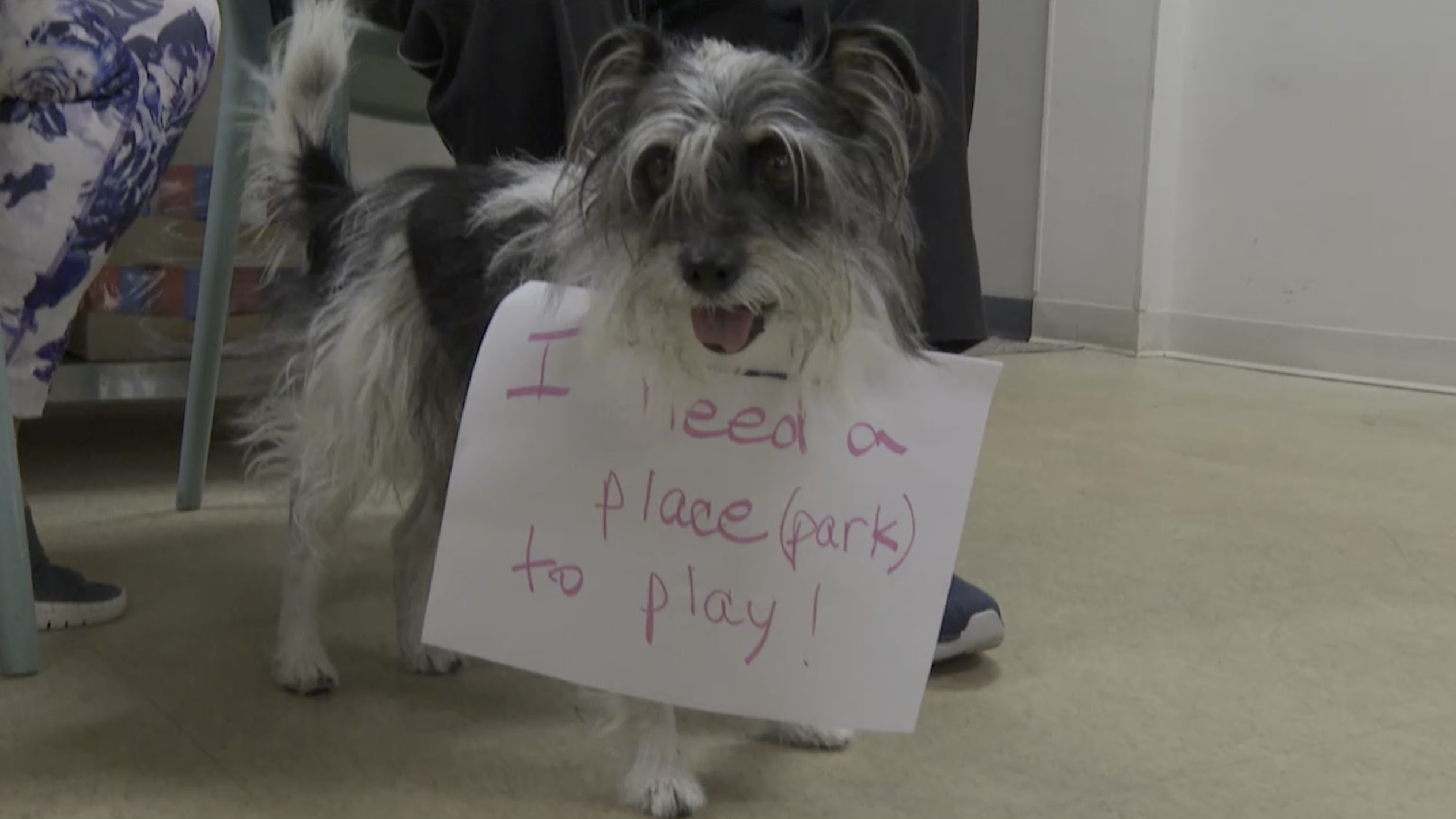Dog park update LHI