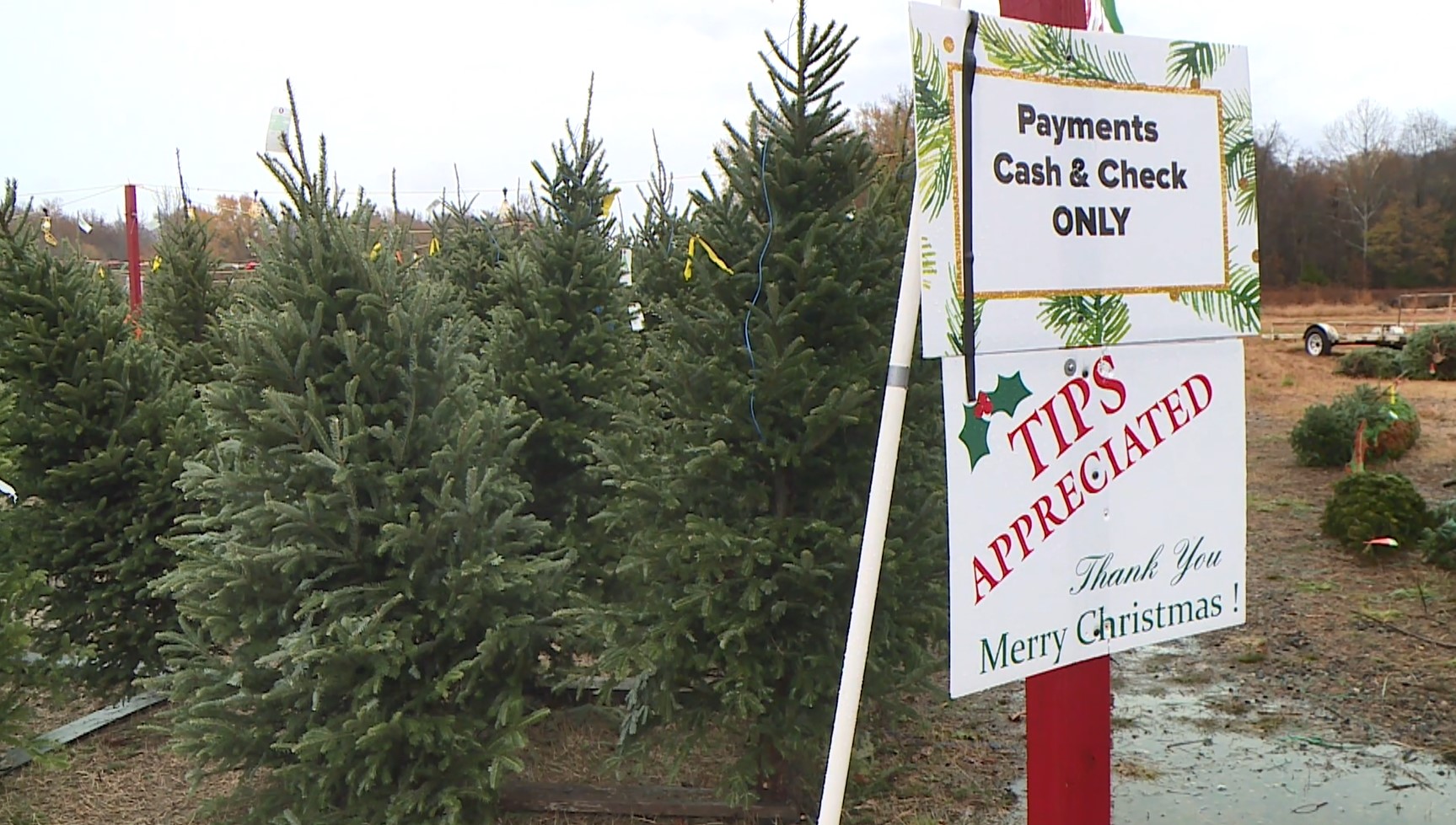 christmas tree farm .jpg