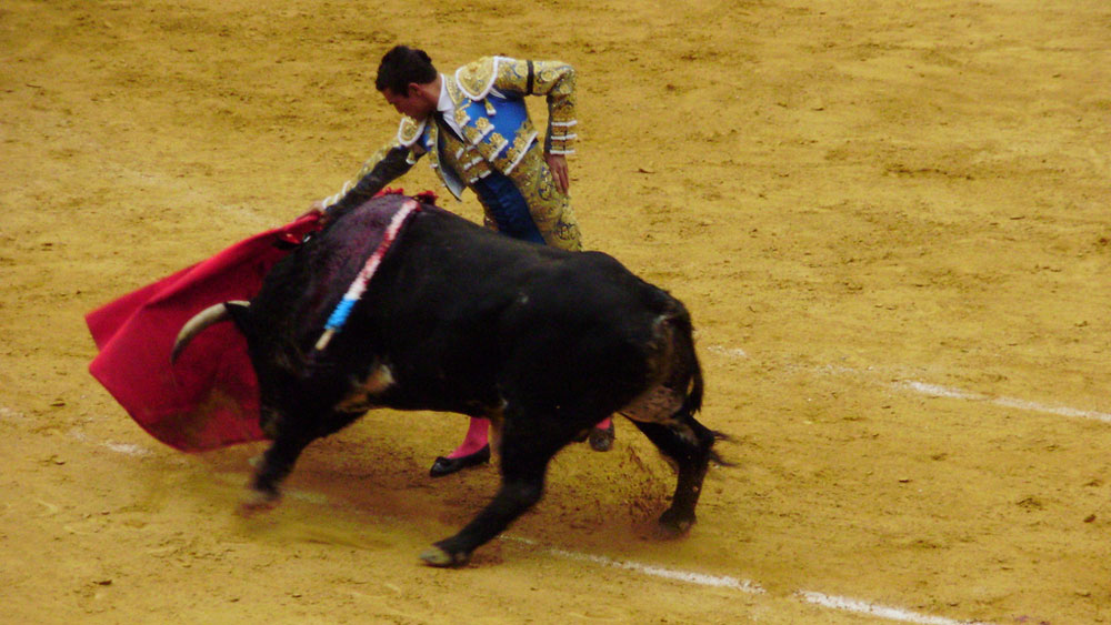 WPTV bullfighting