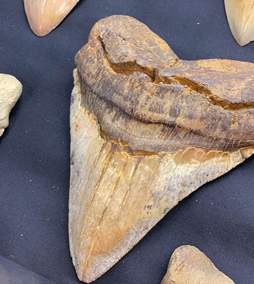 Megalodon tooth