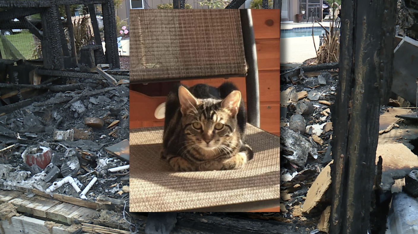 CATS.png