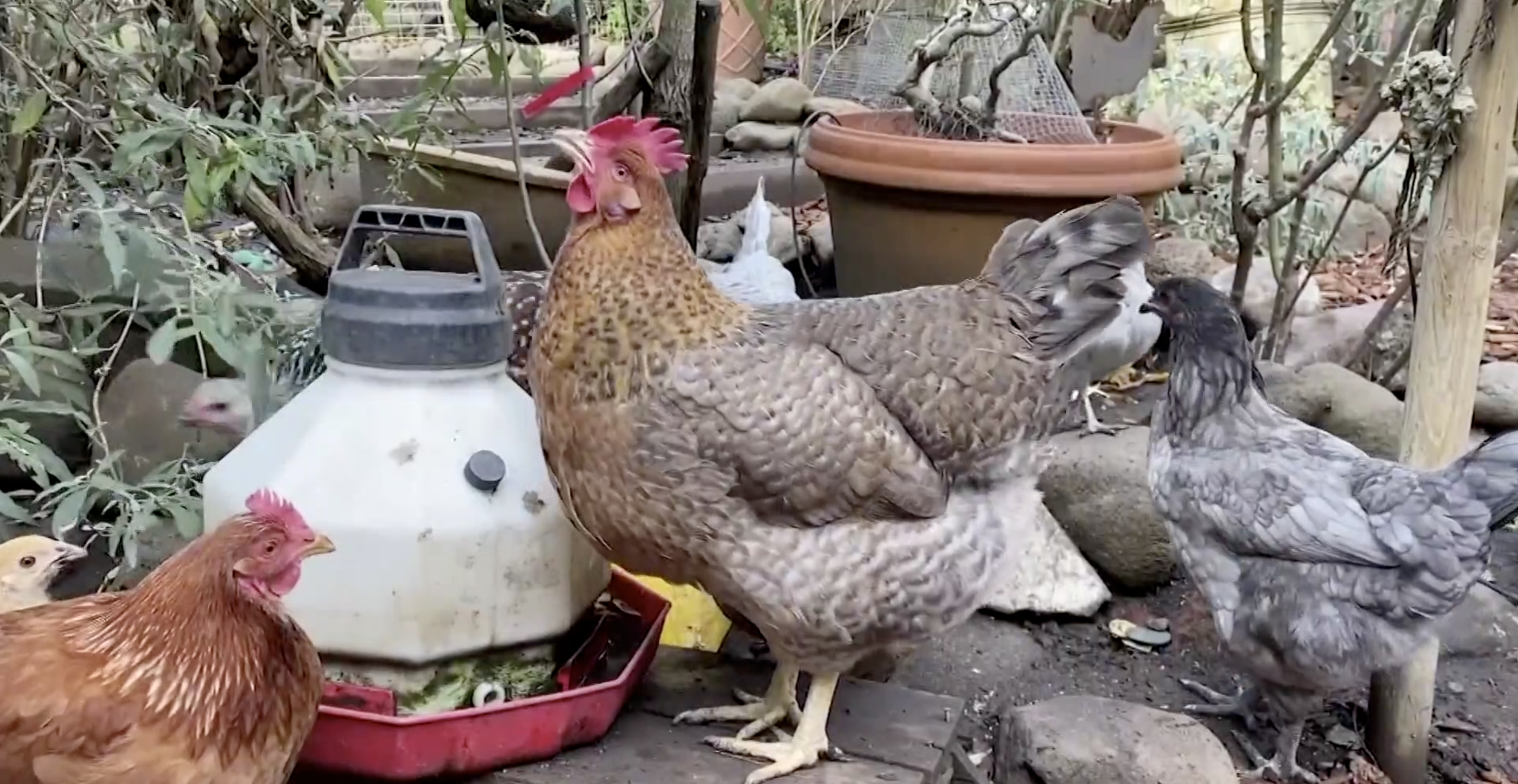 Chickens are currently not allowed in Eaton Rapids, but a proposed ordinance could change that.