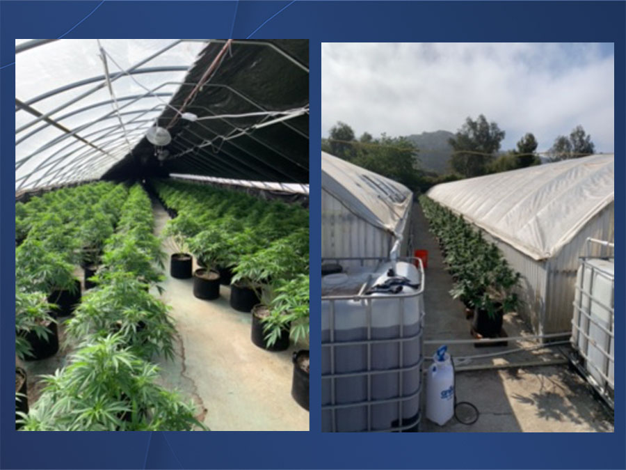 ramona_marijuana_bust_051421.jpg