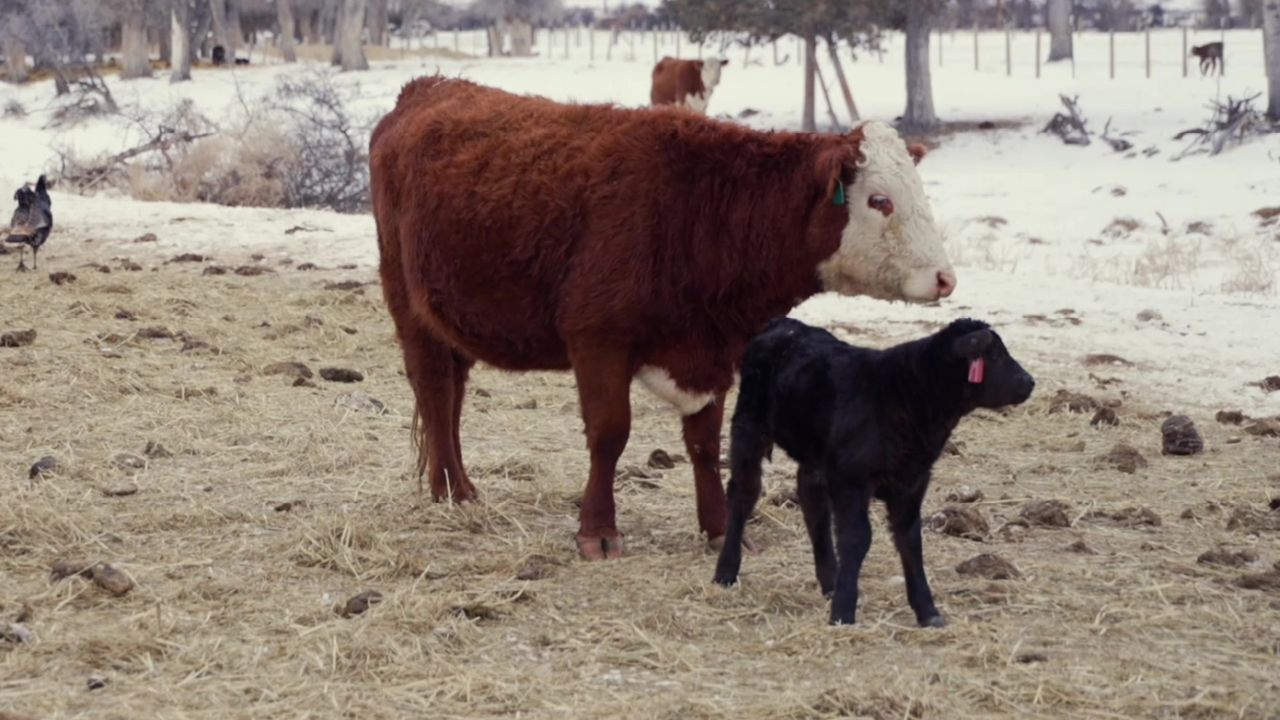 mooo.jpg