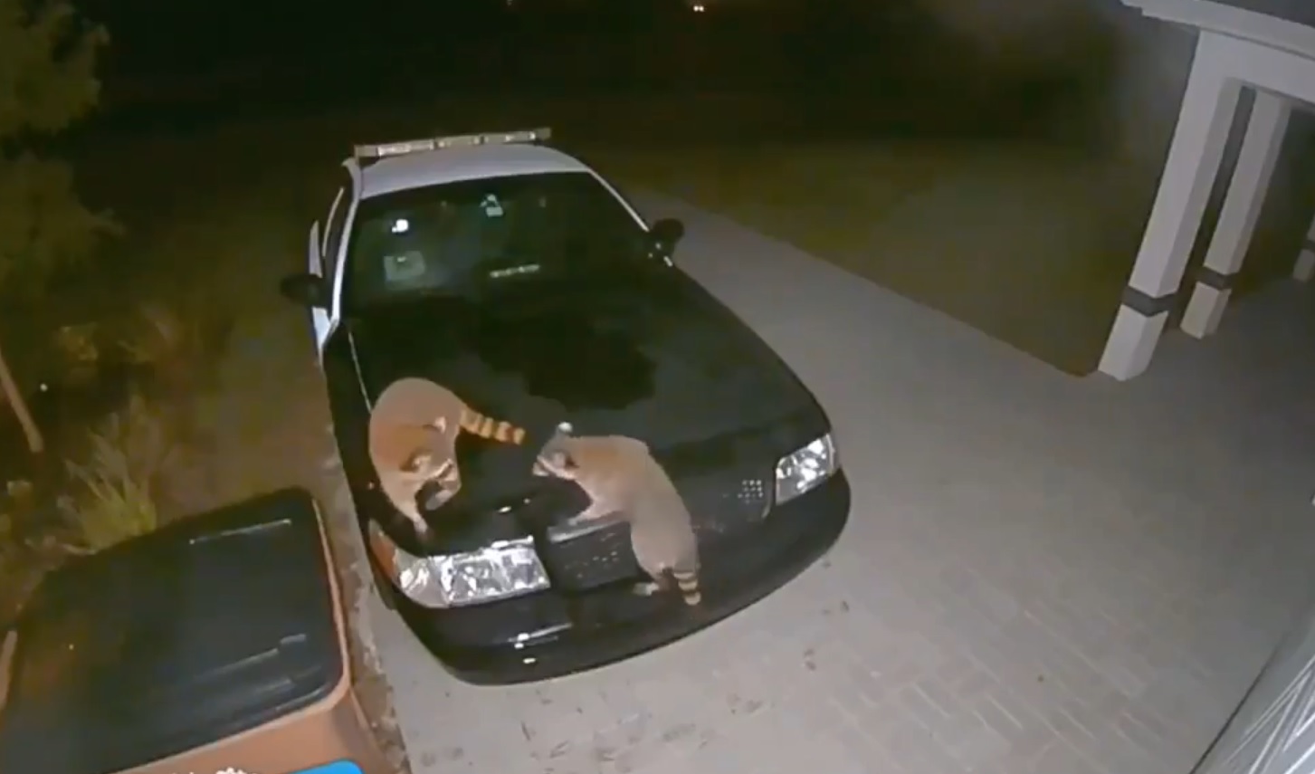 Raccoons on police car.jpg