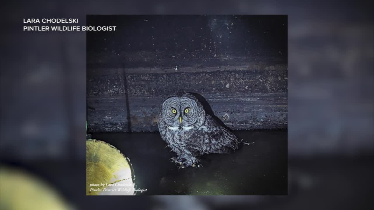 owl pit toilet.jpg