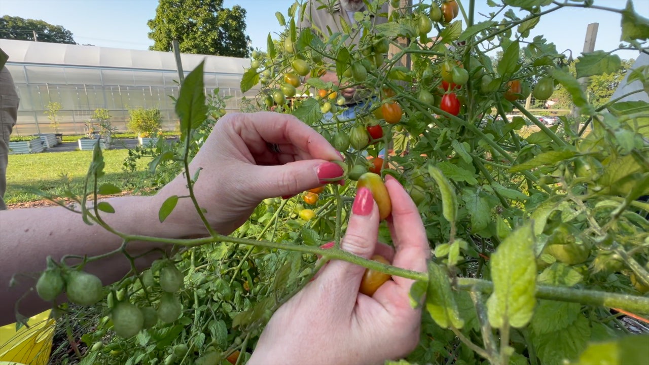 Tomato Pickin'