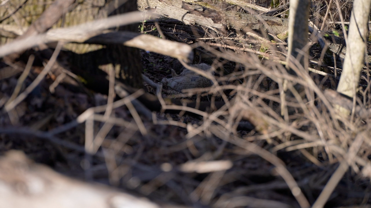 Dead coyotes found along Gallian Road spark investigation in Miami Township