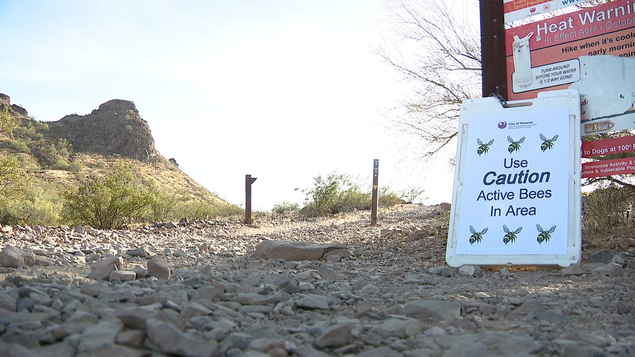 Bees Lookout Mt. 4-6-26