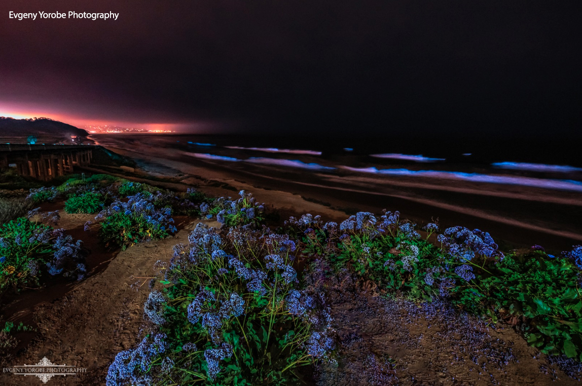 Bioluminescence returns to San Diego