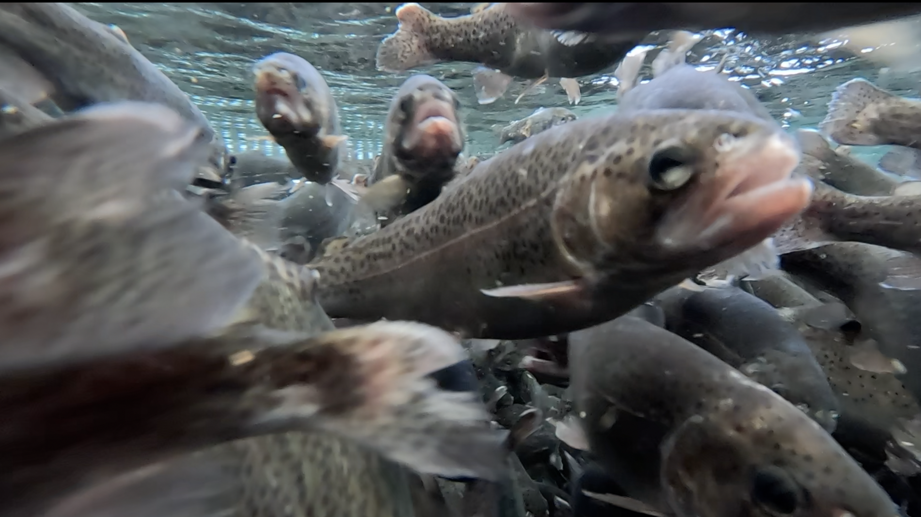 Idaho Fish and Game stocks rivers so anglers can land the big one