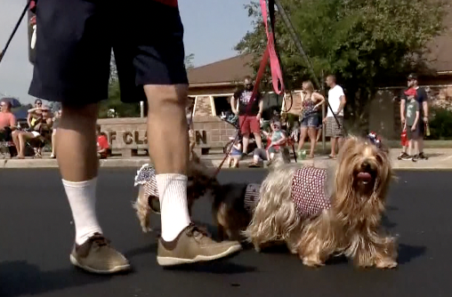 Tips to help your pet stay calm during firework celebrations 