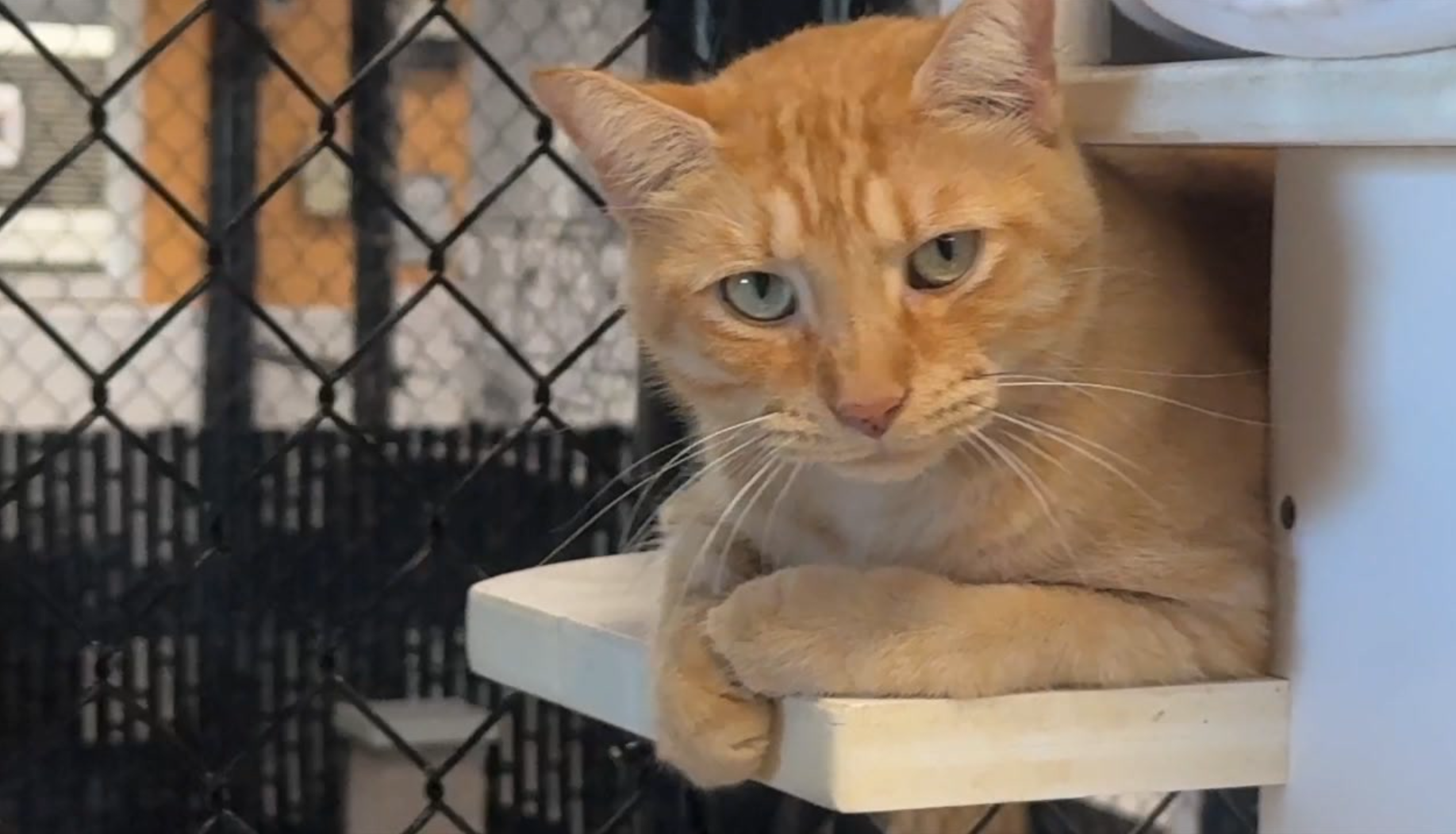 Stray pets after tropical storm