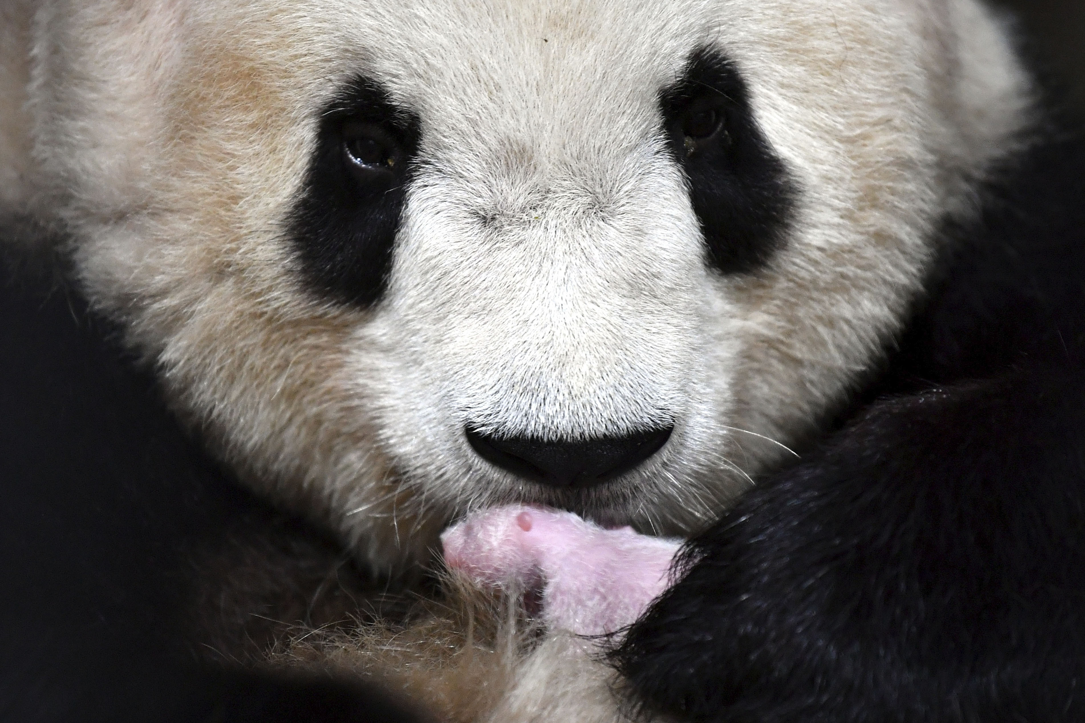 China Giant Panda