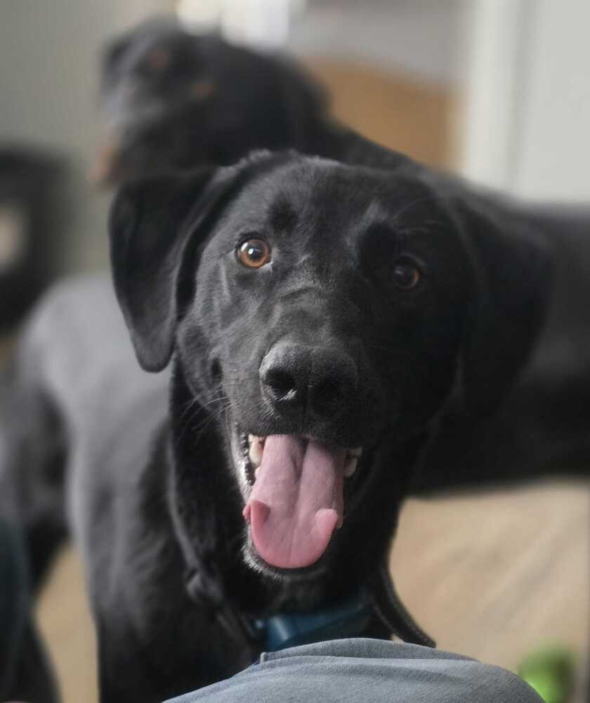 Bonnie, Michele's Rescue