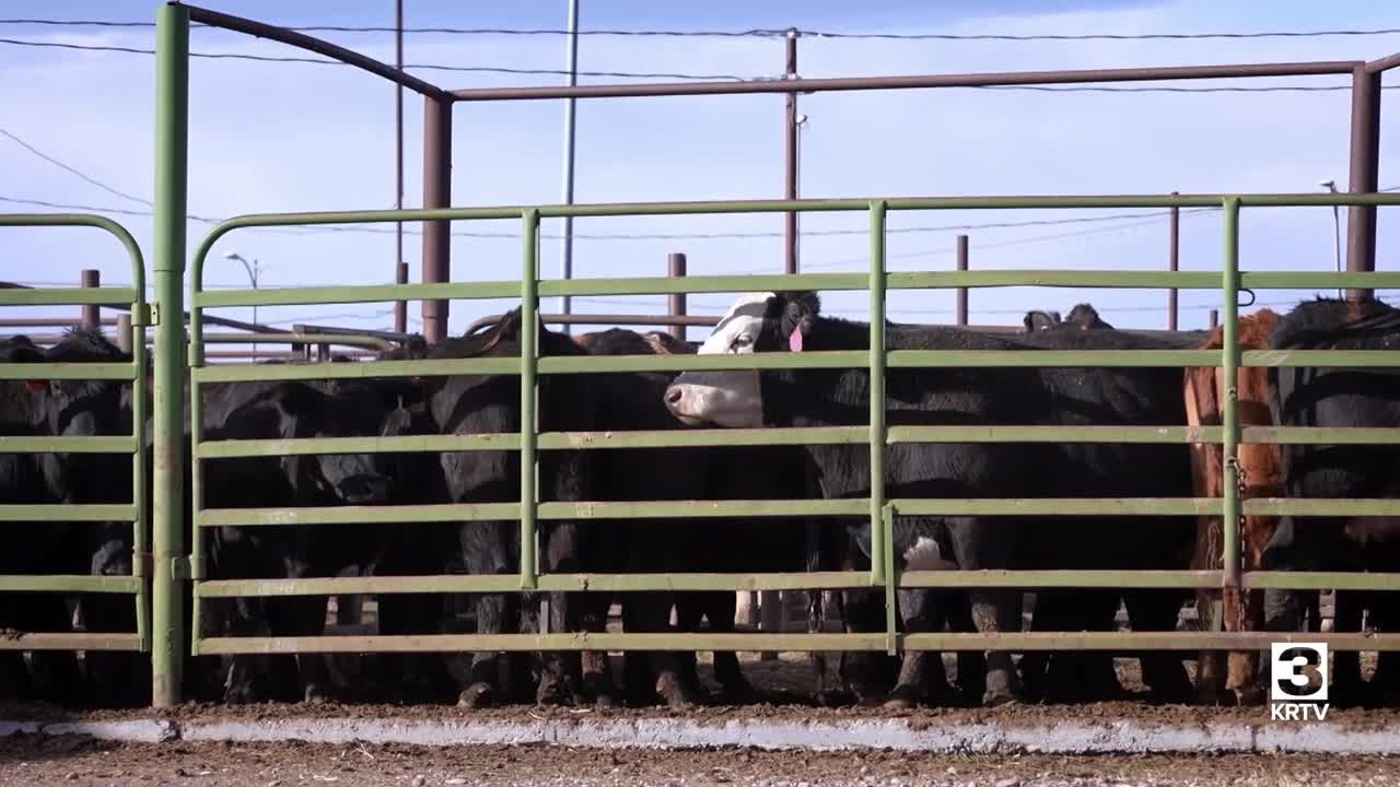 Poster image (4).jpg