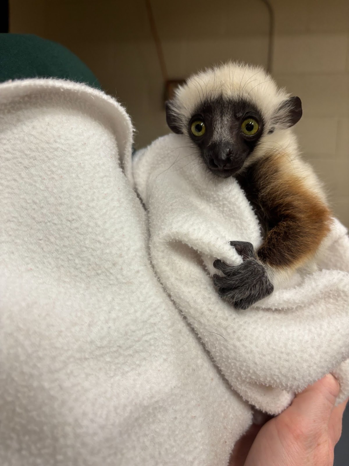 Lemur.jpg