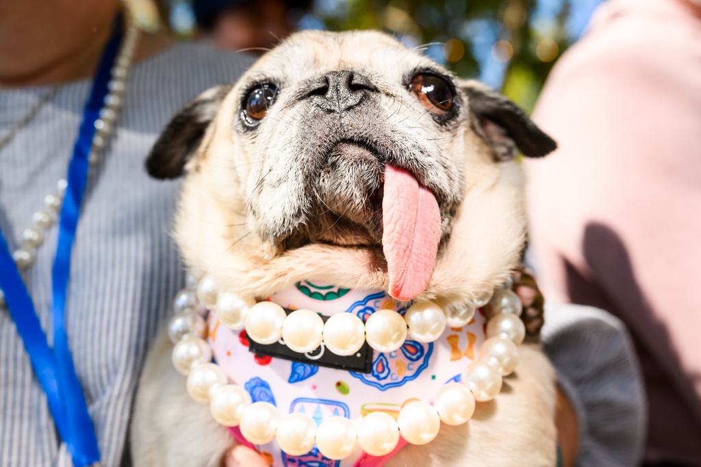 Jinny Lu, a pug rescue, prepares to compete in the World's Ugliest Dog Contest at the Sonoma County Fair in Santa Rosa, Calif., on Friday, Aug. 14, 2026. She went on to win first place. 