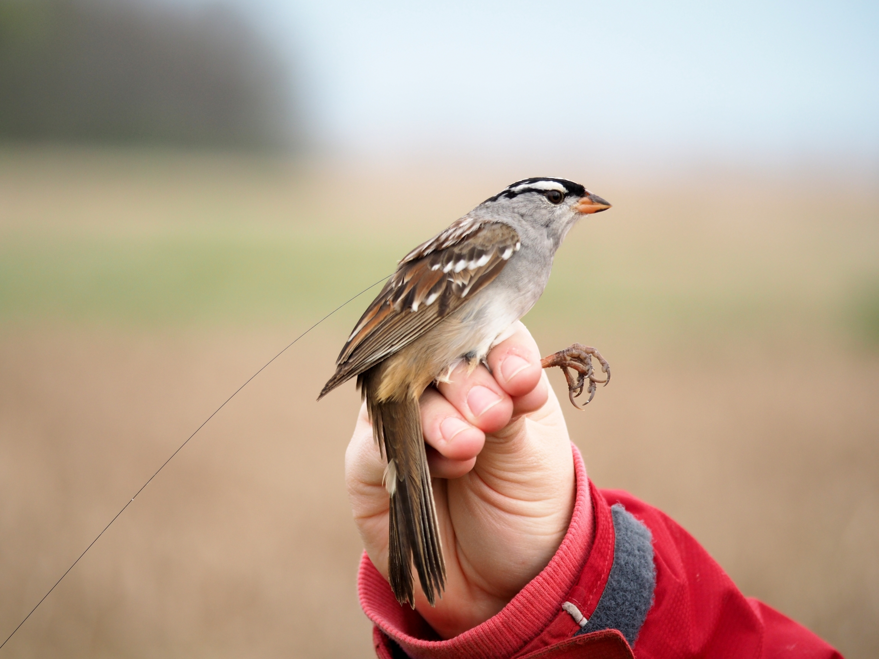 Bird Deaths-Pesticides