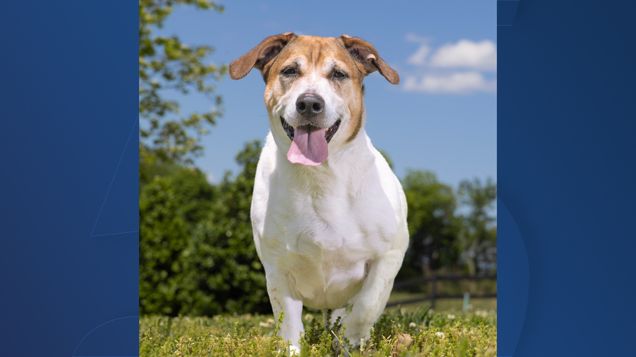 Chief_Williamson County Animal Center