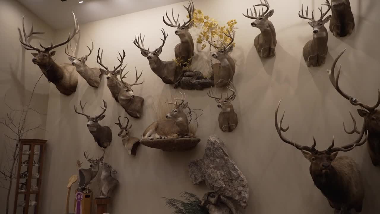 Taxidermy