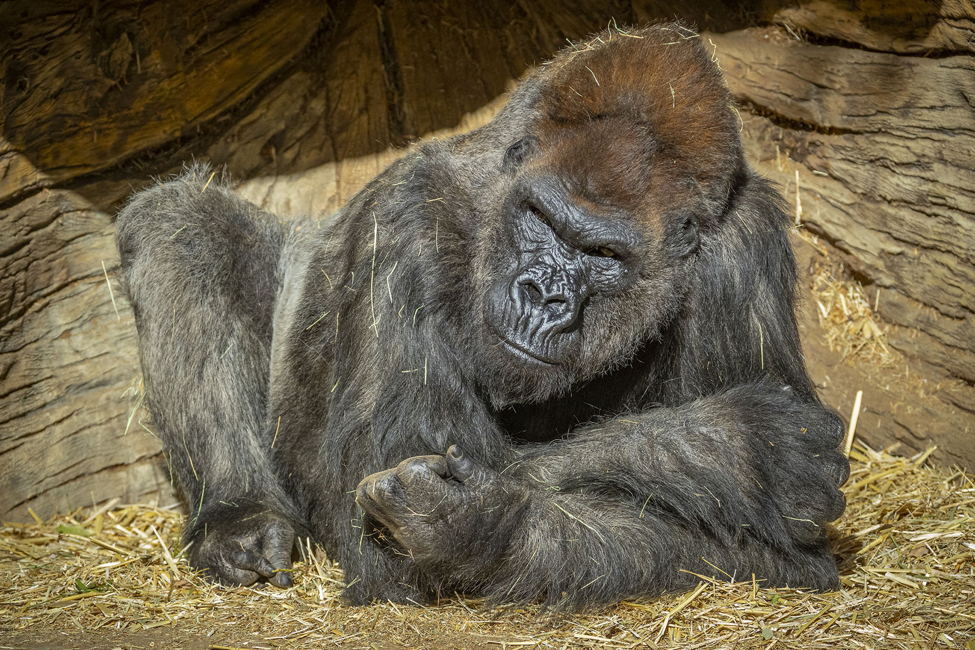We're not the only apes who can catch COVID-19 - Vimarsana News