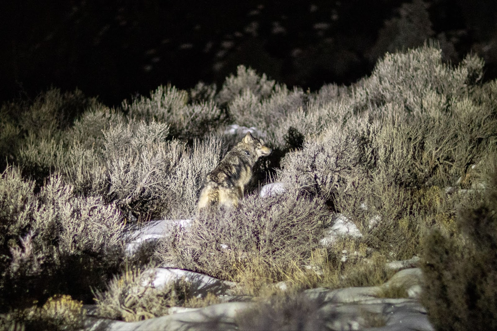 Grey Wolf