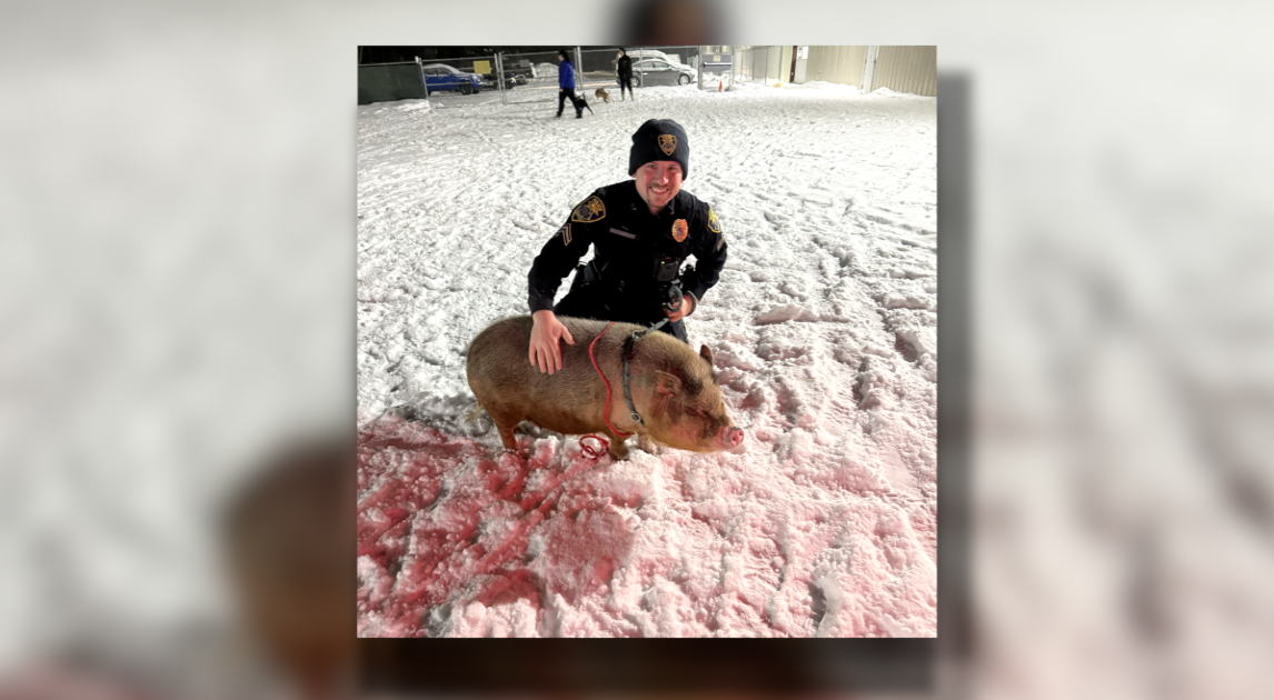 Muskegon officer rescues pig wandering in frigid temperatures