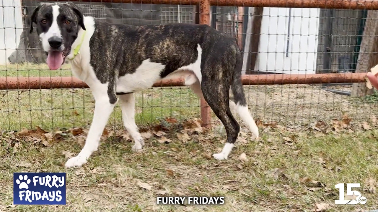 Furry Fridays: Oscar