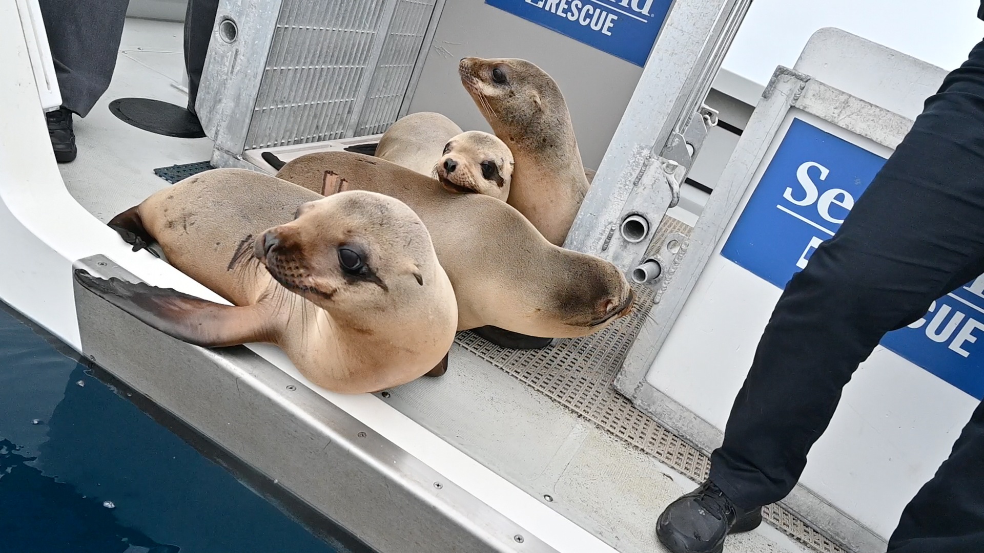 SeaWorld returns rescued sea lions 2.jpg