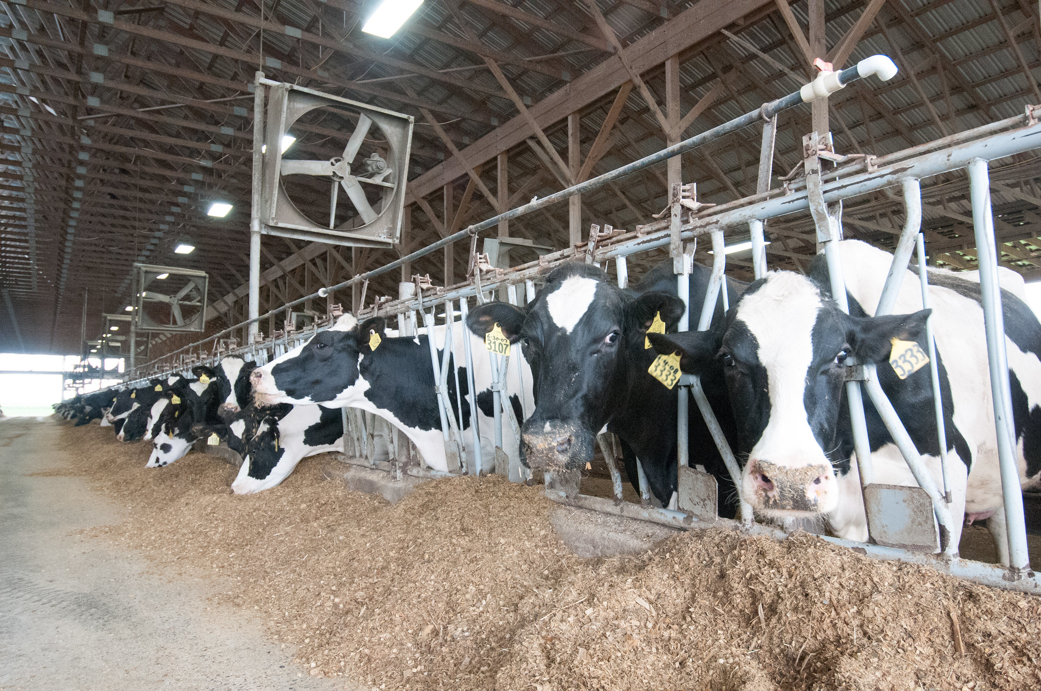 Cow farm, cattle farm