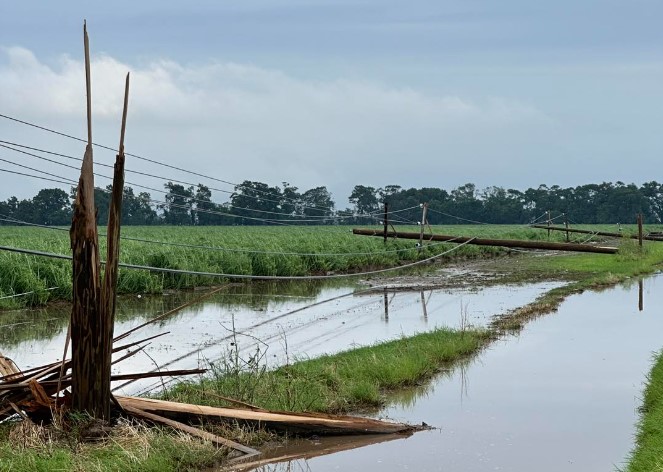 snapped poles .jpg