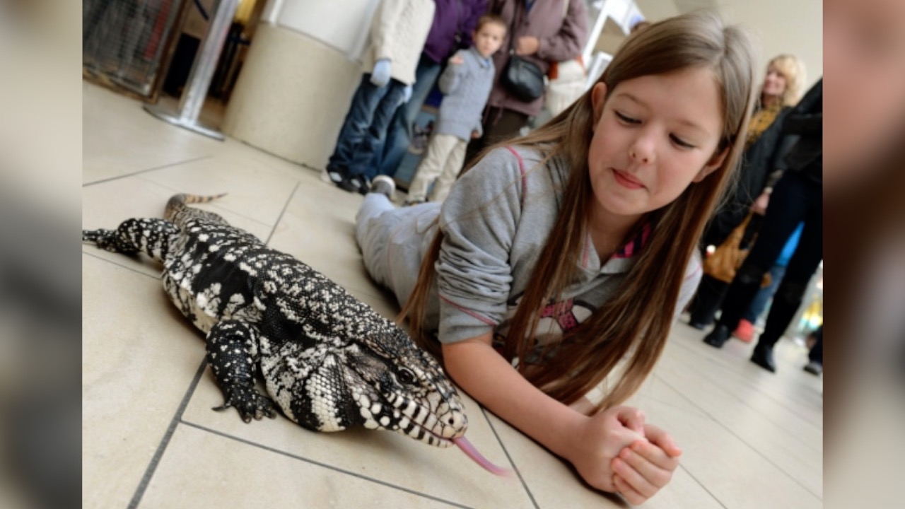 Moana Argentine Black and White Tegu
