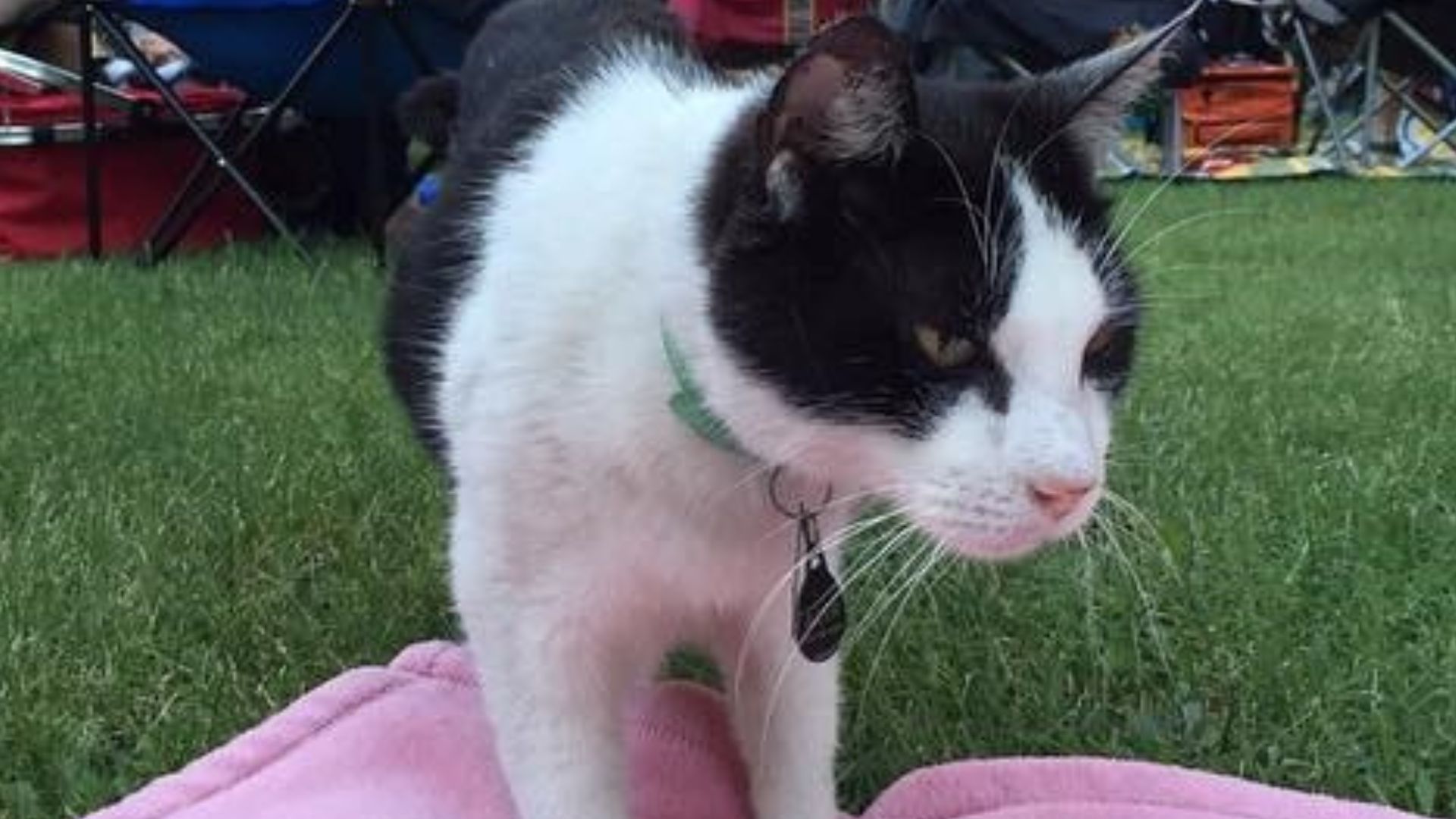 Acer, Philbrook Garden Cat