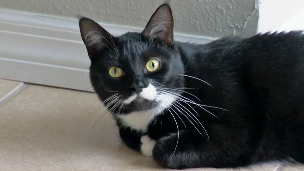 wptv-bella-cat-.jpg