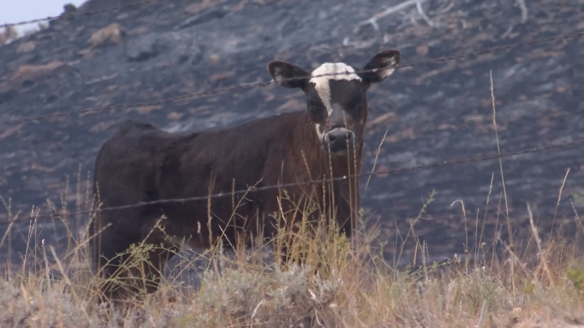 Montana Ag Network: Ranchers working to prevent catastrophic wildfires