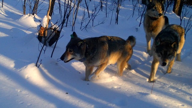 Isle Royale wolves