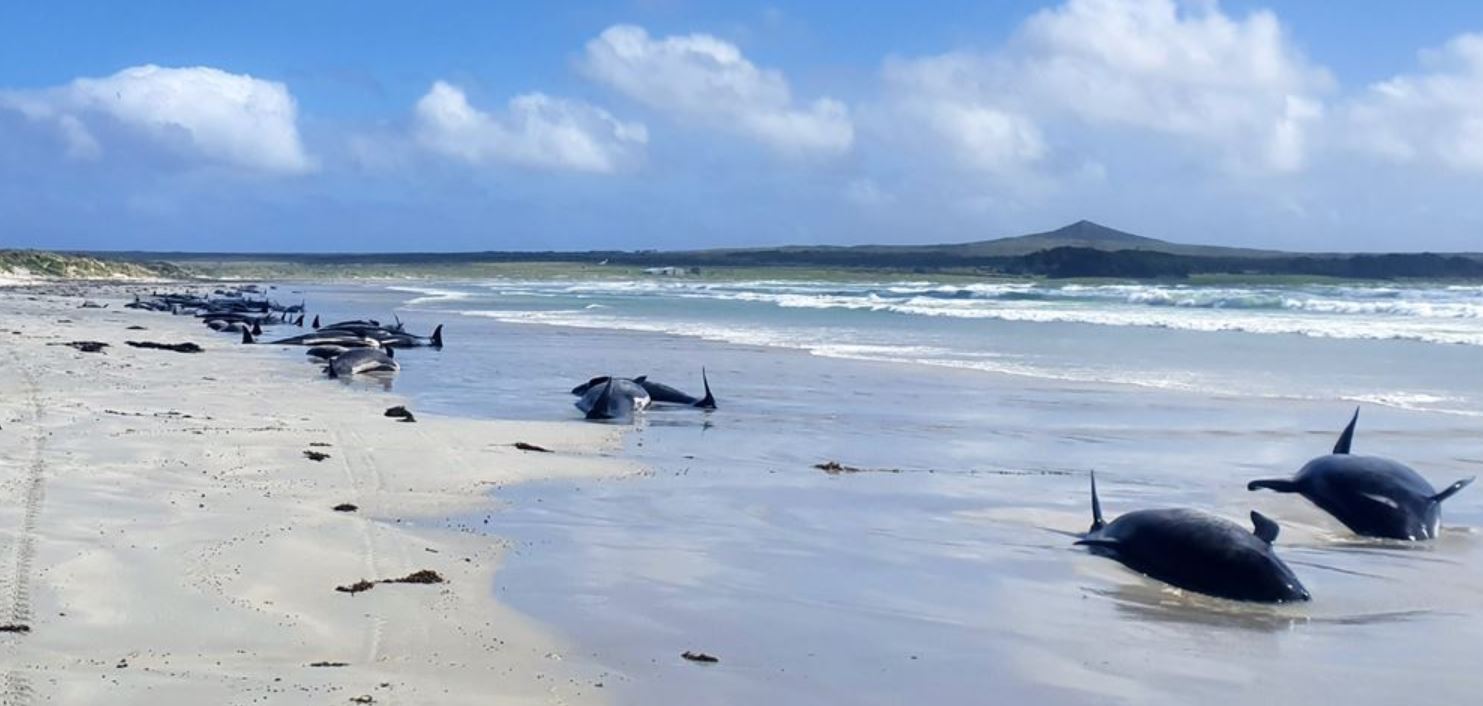 New Zealand whales