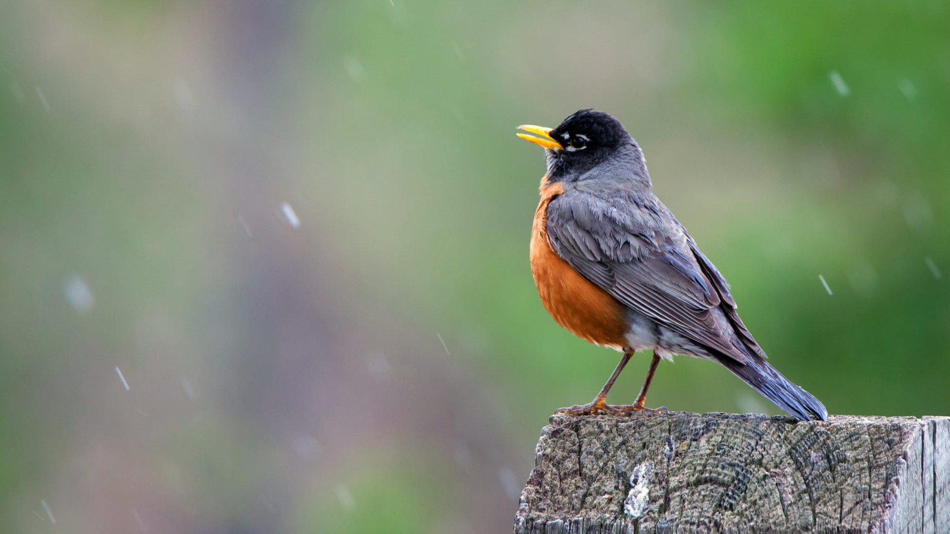 Rockin Robin