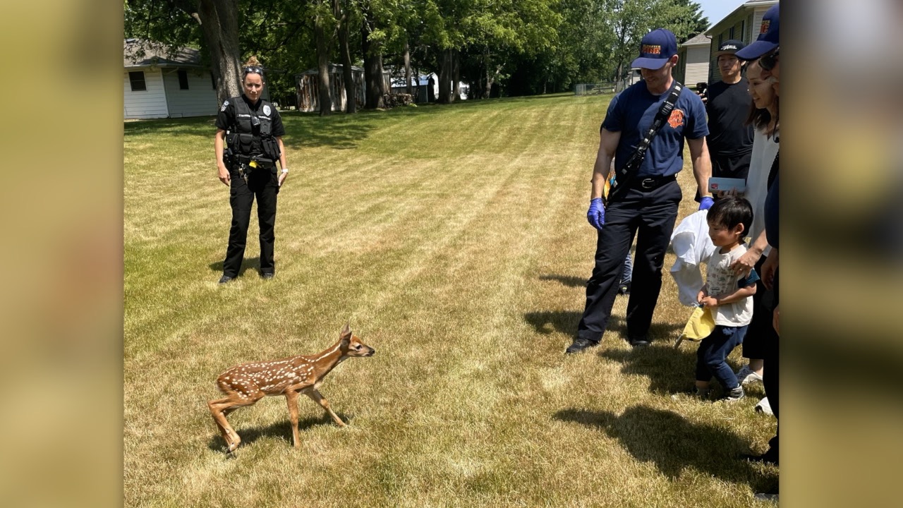 Coldwater fawn rescued.jpg