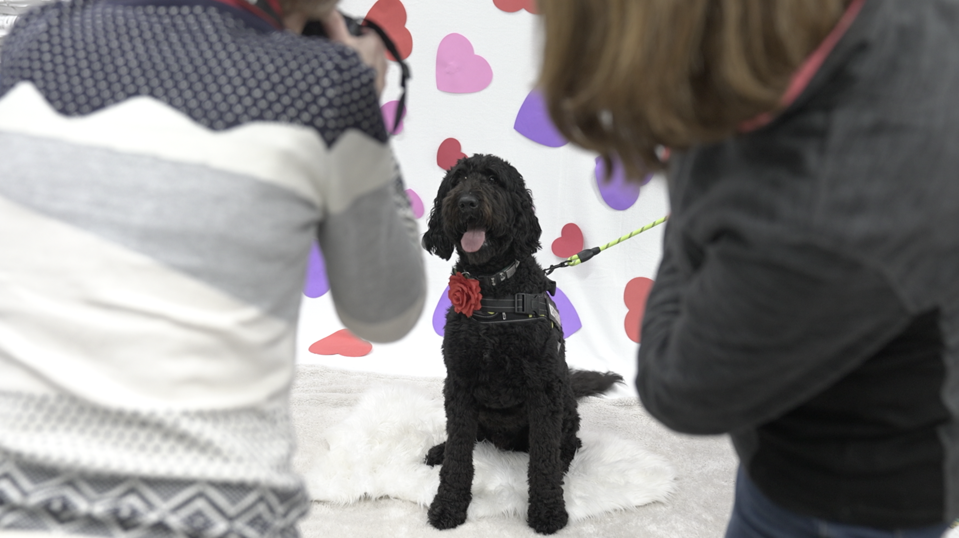 Captain Coco Pants posing for Valentine's Day Photoshoot