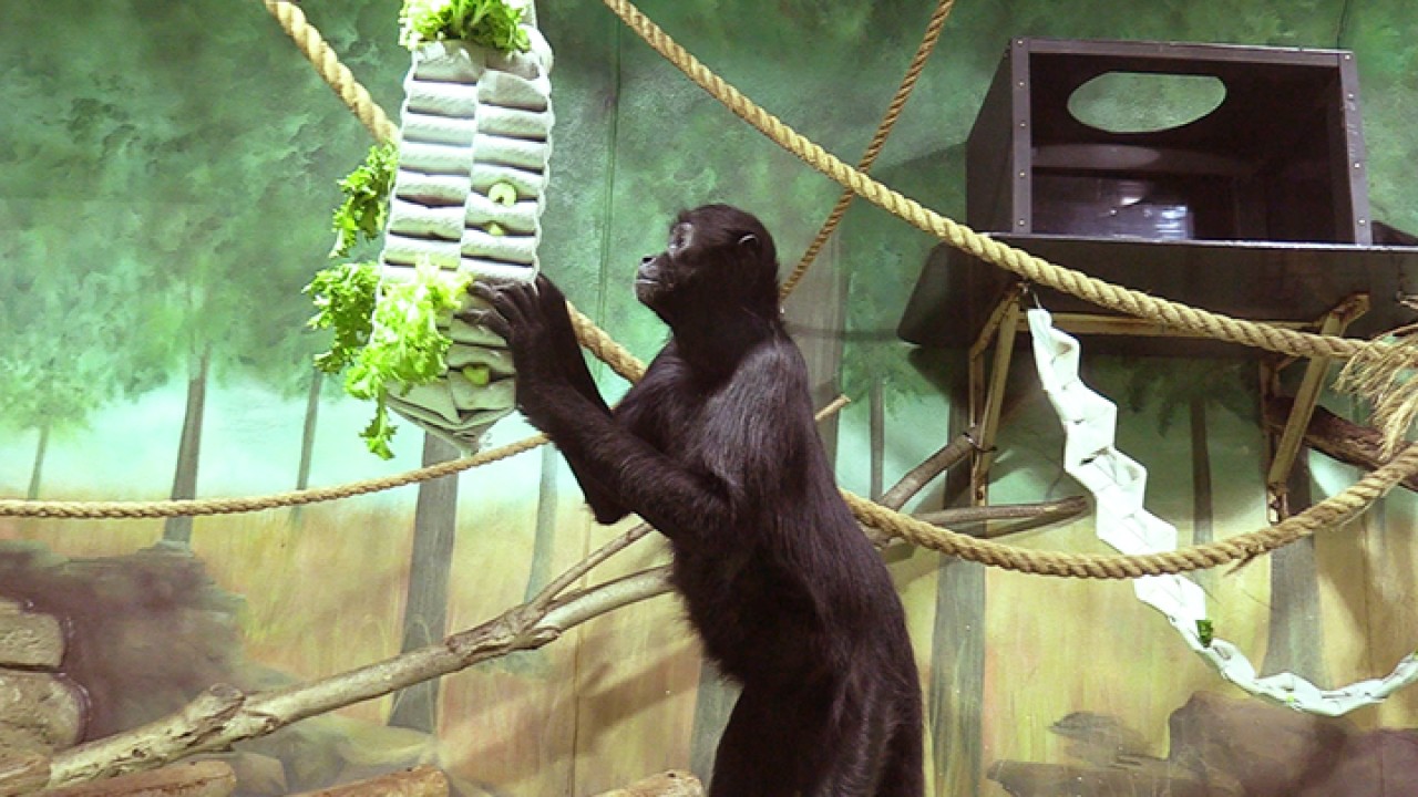 zoo.jpeg