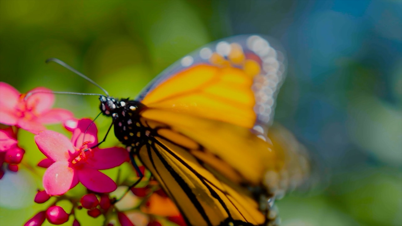 Monarch Butterfly.jpg