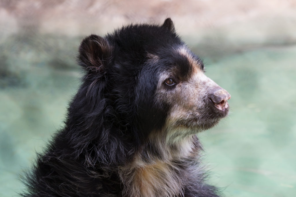 Reid Park Zoo's Andean bear 'Worf' dies