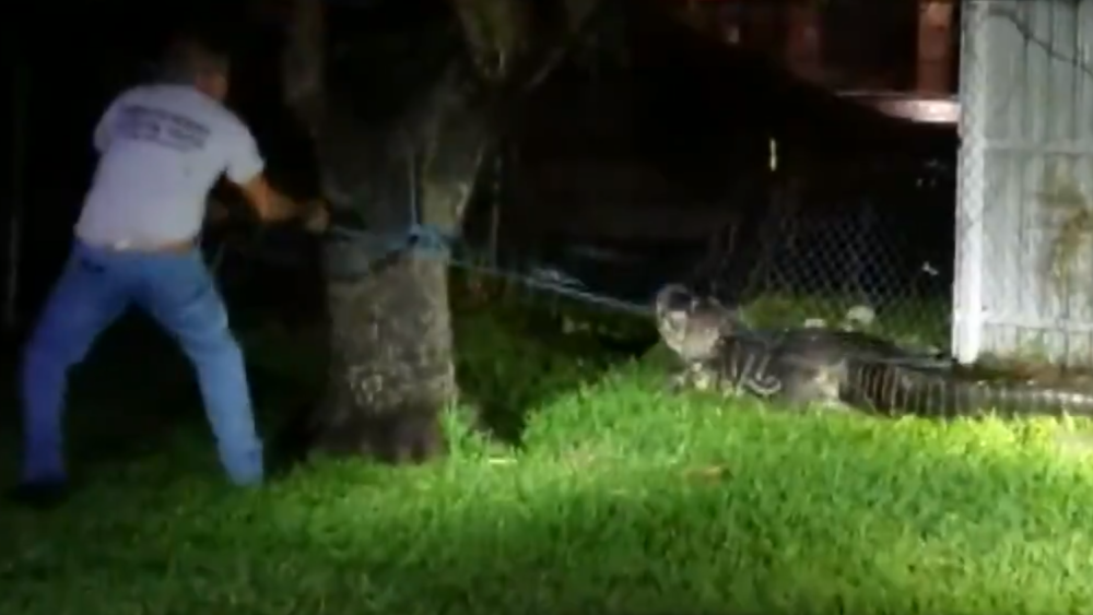 alligator crashes through fence in Miami neighborhood