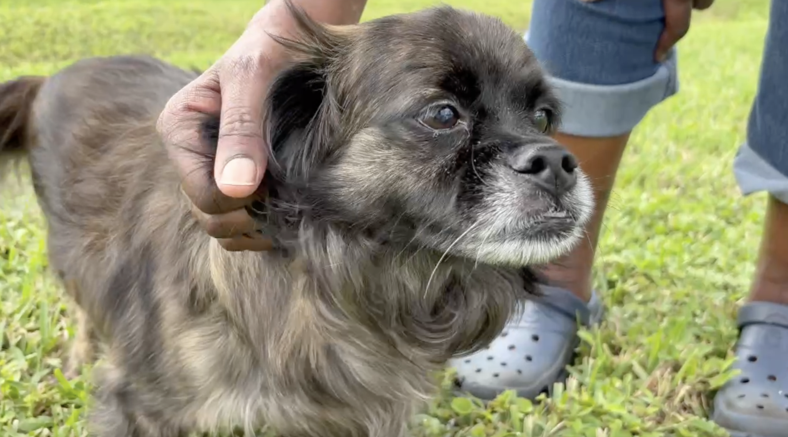 Chewy hit by speeding car in Port St Lucie thumbnail.png